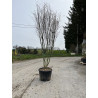 ACER palmatum En pot de 230-250 litres forme buisson hauteur 300-350 cm