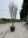 ACER palmatum En pot de 230-250 litres forme buisson hauteur 300-350 cm
