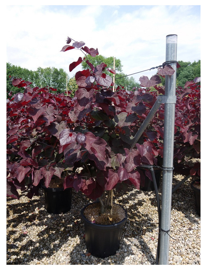 CERCIS canadensis FOREST PANSY En pot de 25-30 litres