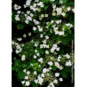 HYDRANGEA petiolaris