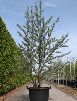 HIPPOPHAE rhamnoides En pot de 90-110 litres