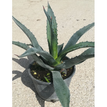 AGAVE americana En pot de 7-10 litres