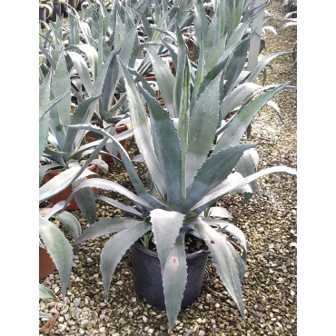 AGAVE americana En pot de 15-20 litres