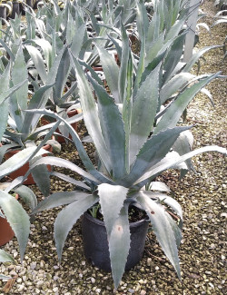 AGAVE americana En pot de 15-20 litres