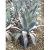 AGAVE americana En pot de 15-20 litres