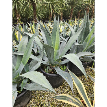 AGAVE americana En pot de 35-50 litres