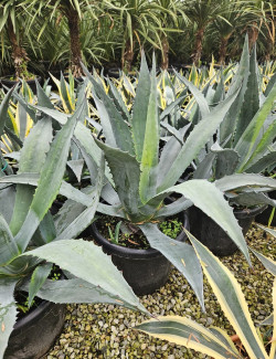 AGAVE americana En pot de 35-50 litres