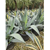 AGAVE americana En pot de 35-50 litres