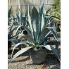 AGAVE americana En pot de 50-70 litres