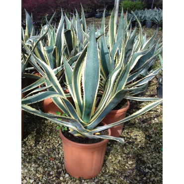 AGAVE americana VARIEGATA En pot de 15-20 litres