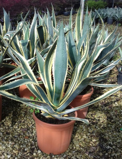 AGAVE americana VARIEGATA En pot de 15-20 litres