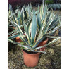 AGAVE americana VARIEGATA En pot de 15-20 litres