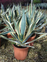 agave-damerique-panache-agave-americana-variegata-5.jpg