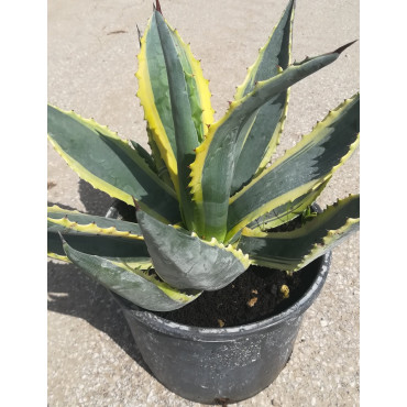 AGAVE americana VARIEGATA En pot de 7-10 litres