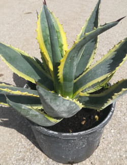 AGAVE americana VARIEGATA En pot de 7-10 litres