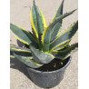 AGAVE americana VARIEGATA En pot de 7-10 litres