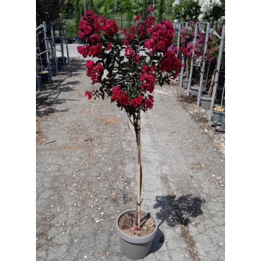 LAGERSTROEMIA En pot de 10-12 litres tige hauteur du tronc 090-110 cm