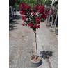 LAGERSTROEMIA En pot de 10-12 litres tige hauteur du tronc 090-110 cm