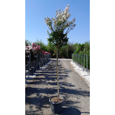 LAGERSTROEMIA En pot de 25-30 litres tige hauteur du tronc 130-140 cm