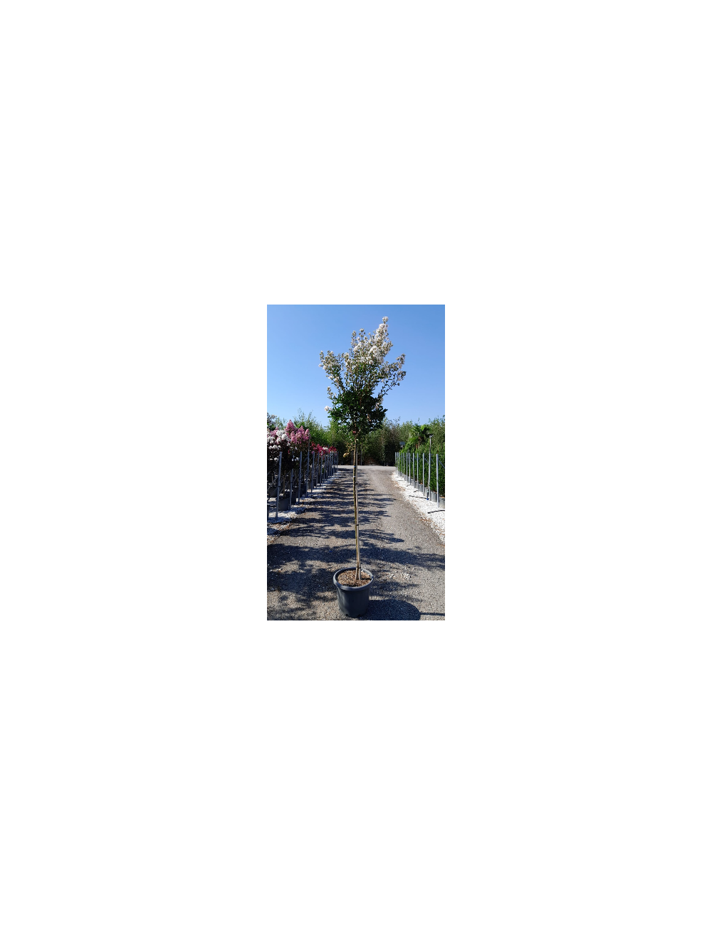 LAGERSTROEMIA En pot de 25-30 litres tige hauteur du tronc 130-140 cm