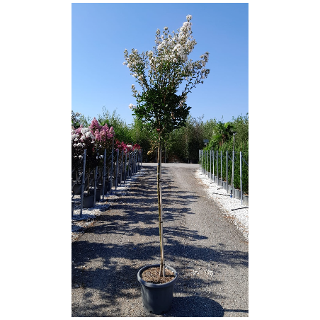 LAGERSTROEMIA En pot de 25-30 litres tige hauteur du tronc 130-140 cm