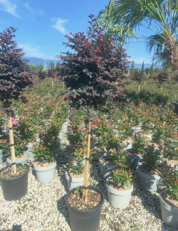 LOROPETALUM chinense BLACK PEARL En pot forme tige hauteur du tronc 090-110 cm