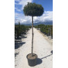 PINUS nigra PIERRICK BRÉGEON® En pot de 35-50 litres tige hauteur du tronc 190-210 cm