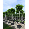 CATALPA bignonioides NANA En pot de 70-90 litres tige circonférence du tronc 16-18 cm