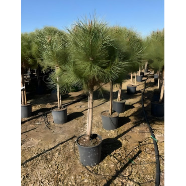 PINUS PINEA En pot de 15-20 litres hauteur 100-125-150 cm