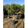 PINUS PINEA En pot de 15-20 litres hauteur 100-125-150 cm