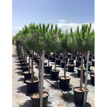 PINUS PINEA En pot de 25-30 litres hauteur 150-175 cm