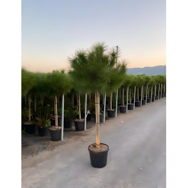PINUS PINEA En pot de 30-35 litres hauteur 175-200 cm