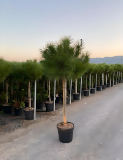 PINUS PINEA En pot de 30-35 litres hauteur 175-200 cm