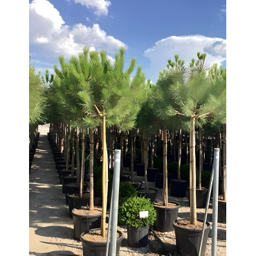 PINUS PINEA En pot de 50-70 litres hauteur 200-250 cm