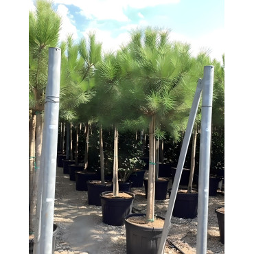 PINUS PINEA En pot de 150-170 litres hauteur 300-350 cm