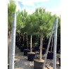 PINUS PINEA En pot de 150-170 litres hauteur 300-350 cm