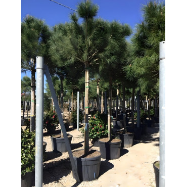 PINUS PINEA En pot de 250-350 litres hauteur 350-400 cm