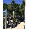 PINUS PINEA En pot de 250-350 litres hauteur 350-400 cm