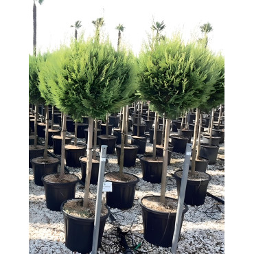 En pot tige hauteur du tronc 090-110 cm