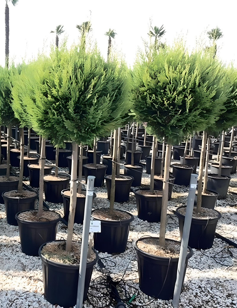 Cyprès Leyland 'Castlewellan Gold' - Plante Extérieure En Pot Avec Décoration Jute - 100-120 Cm