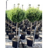 En pot tige hauteur du tronc 090-110 cm
