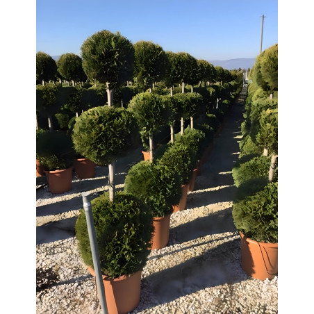 CUPRESSOCYPARIS leylandii CASTLEWELLAN GOLD En pot forme 3 boules superposées