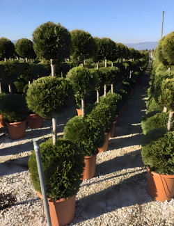 CUPRESSOCYPARIS leylandii CASTLEWELLAN GOLD En pot forme 3 boules superposées