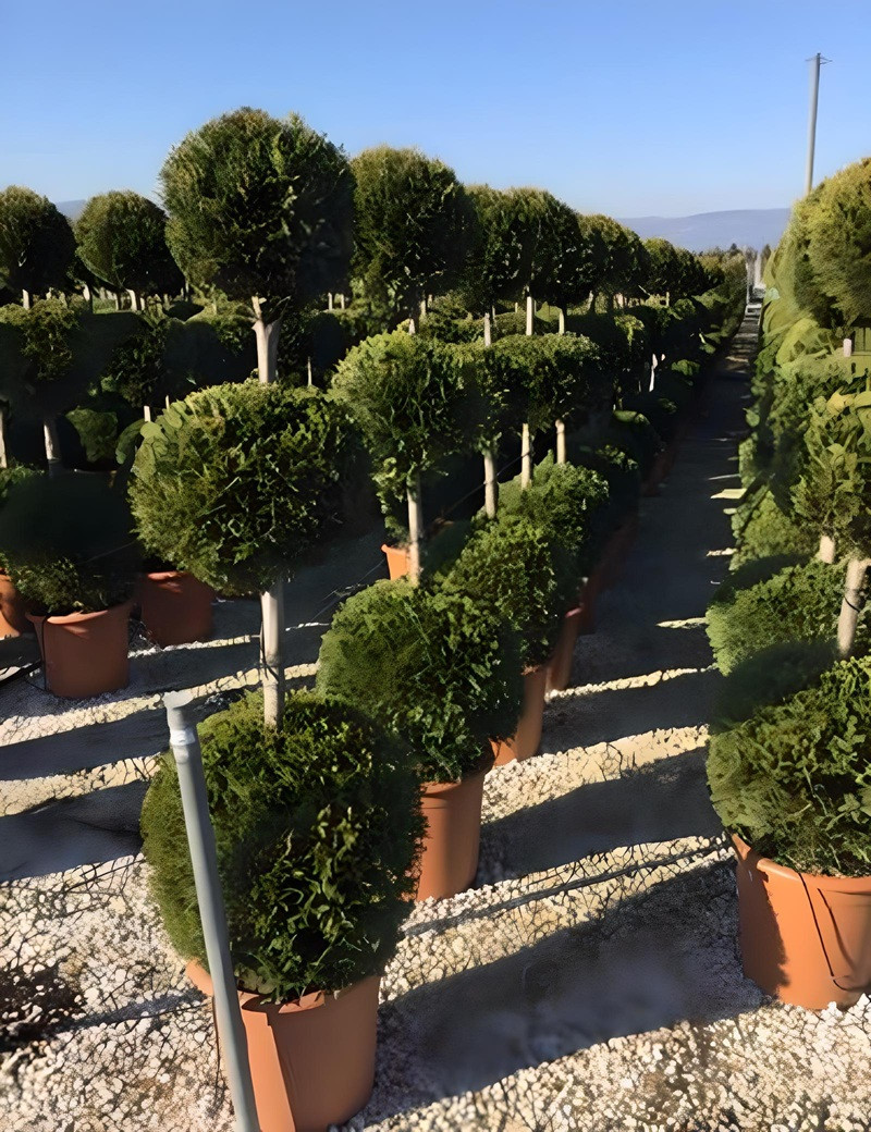 CUPRESSOCYPARIS leylandii CASTLEWELLAN GOLD En pot forme 3 boules superposées