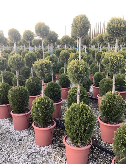 CUPRESSOCYPARIS leylandii CASTLEWELLAN GOLD En pot forme 3 boules superposées