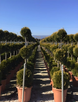 CUPRESSOCYPARIS leylandii CASTLEWELLAN GOLD En pot forme 3 boules superposées