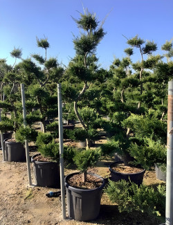 CUPRESSOCYPARIS leylandii CASTLEWELLAN GOLD En pot forme bonsaï