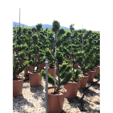 En pot forme bonsaï