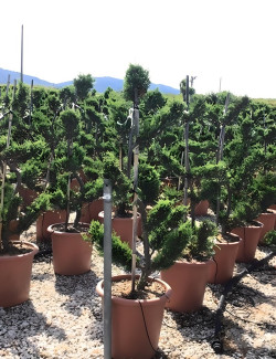 CUPRESSOCYPARIS leylandii CASTLEWELLAN GOLD En pot forme bonsaï