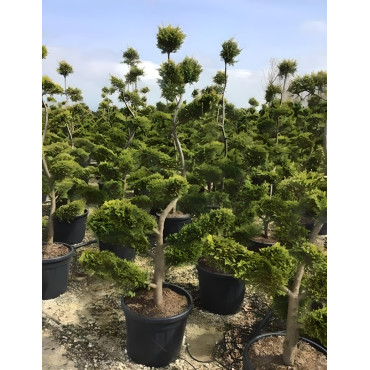 En pot forme bonsaï